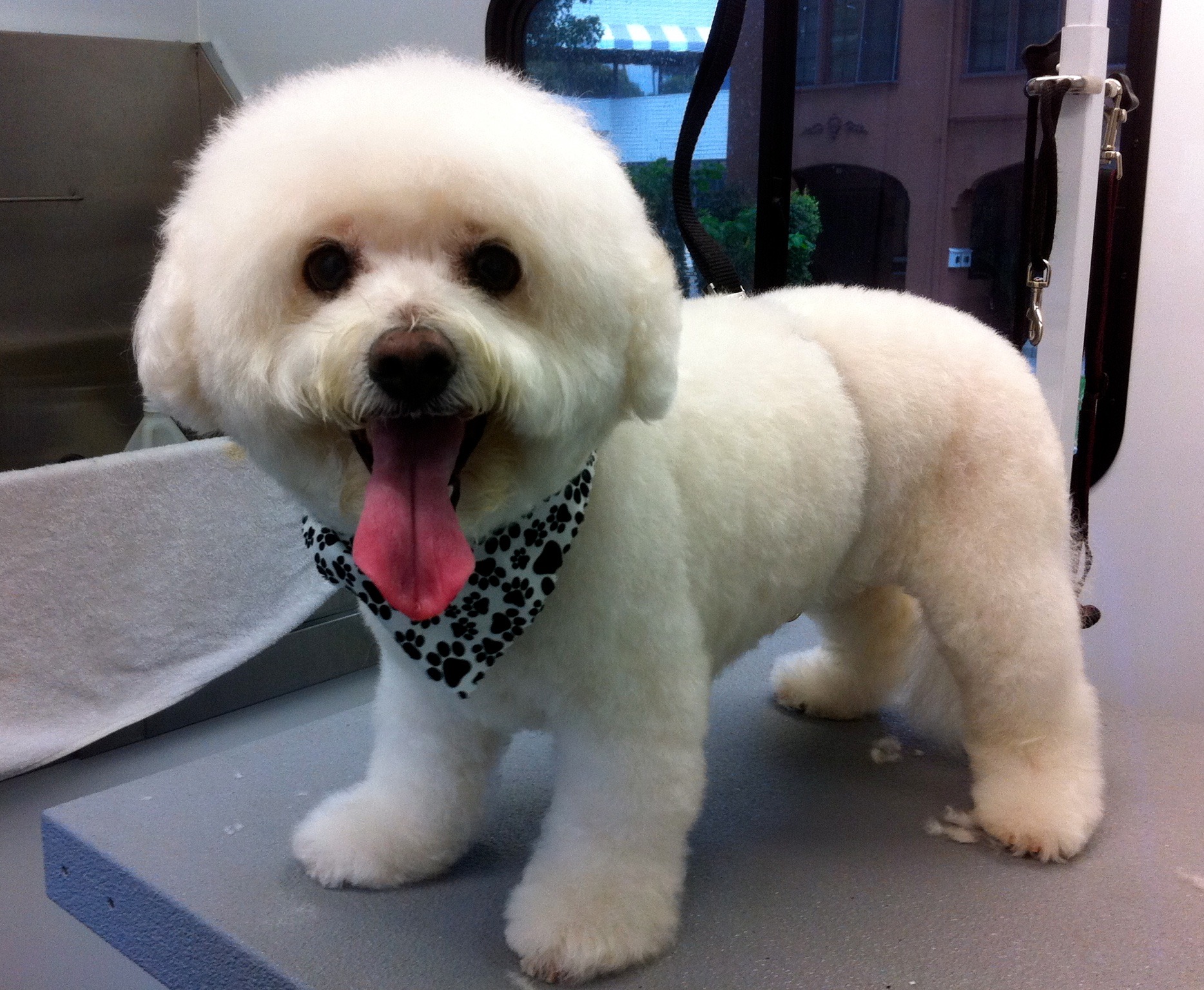 marks mobile dog wash