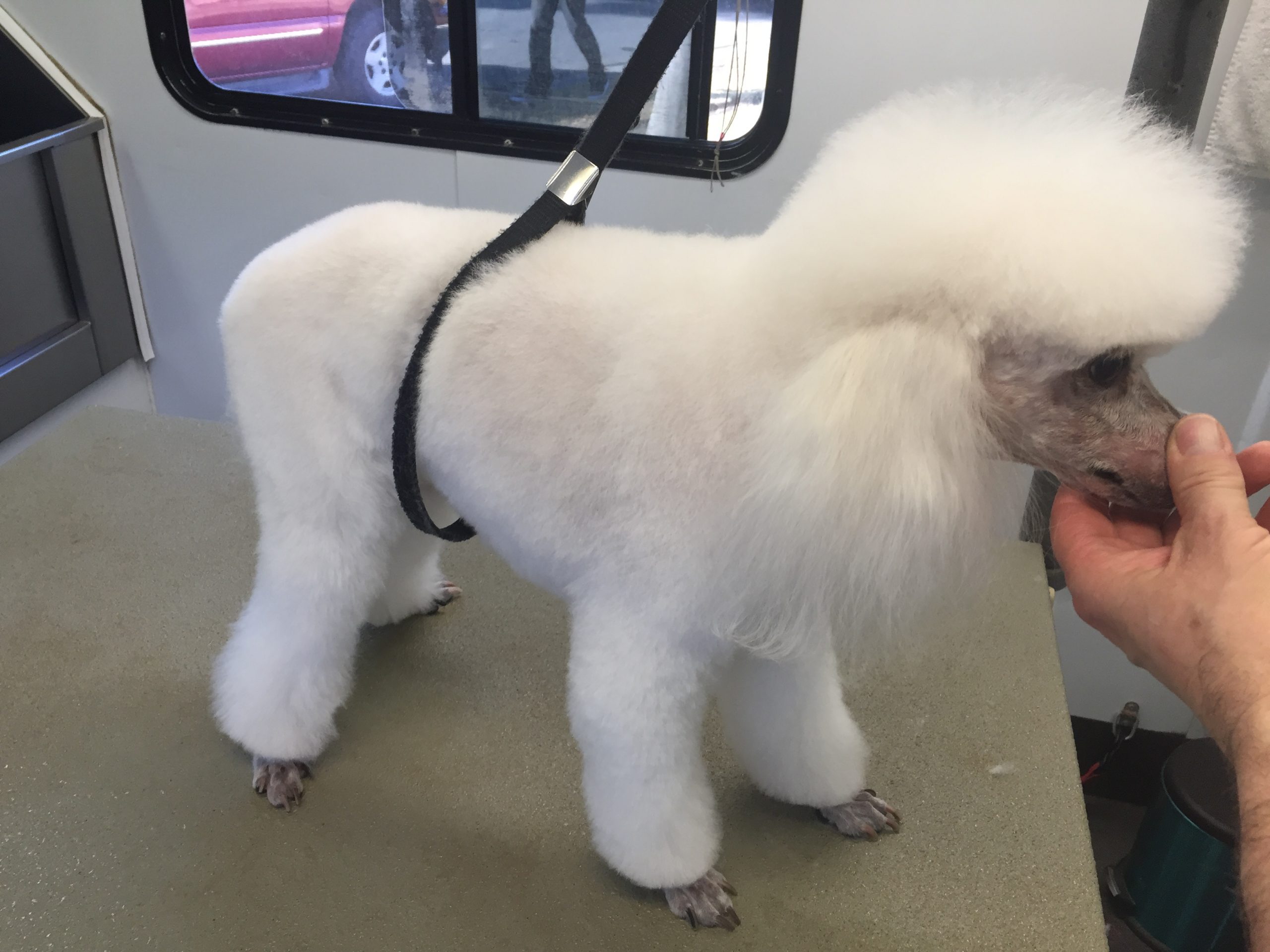 marks mobile dog wash