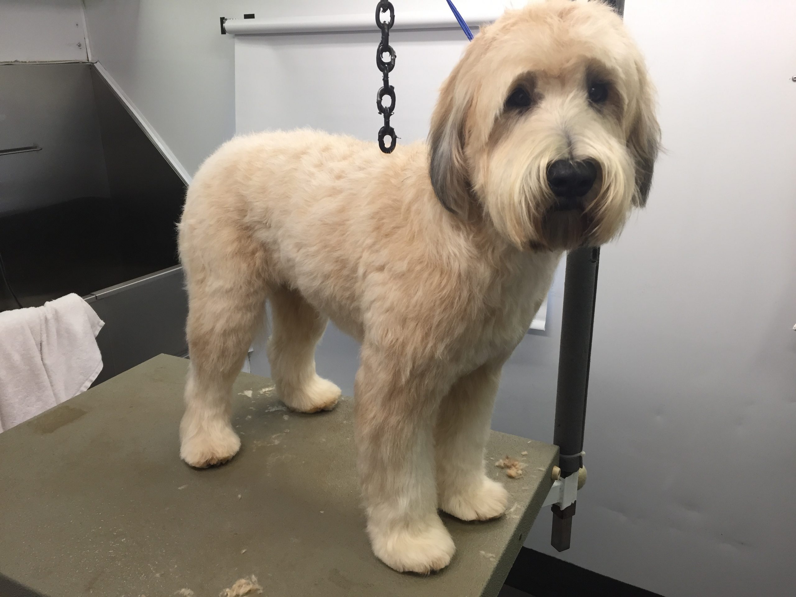 marks mobile dog wash