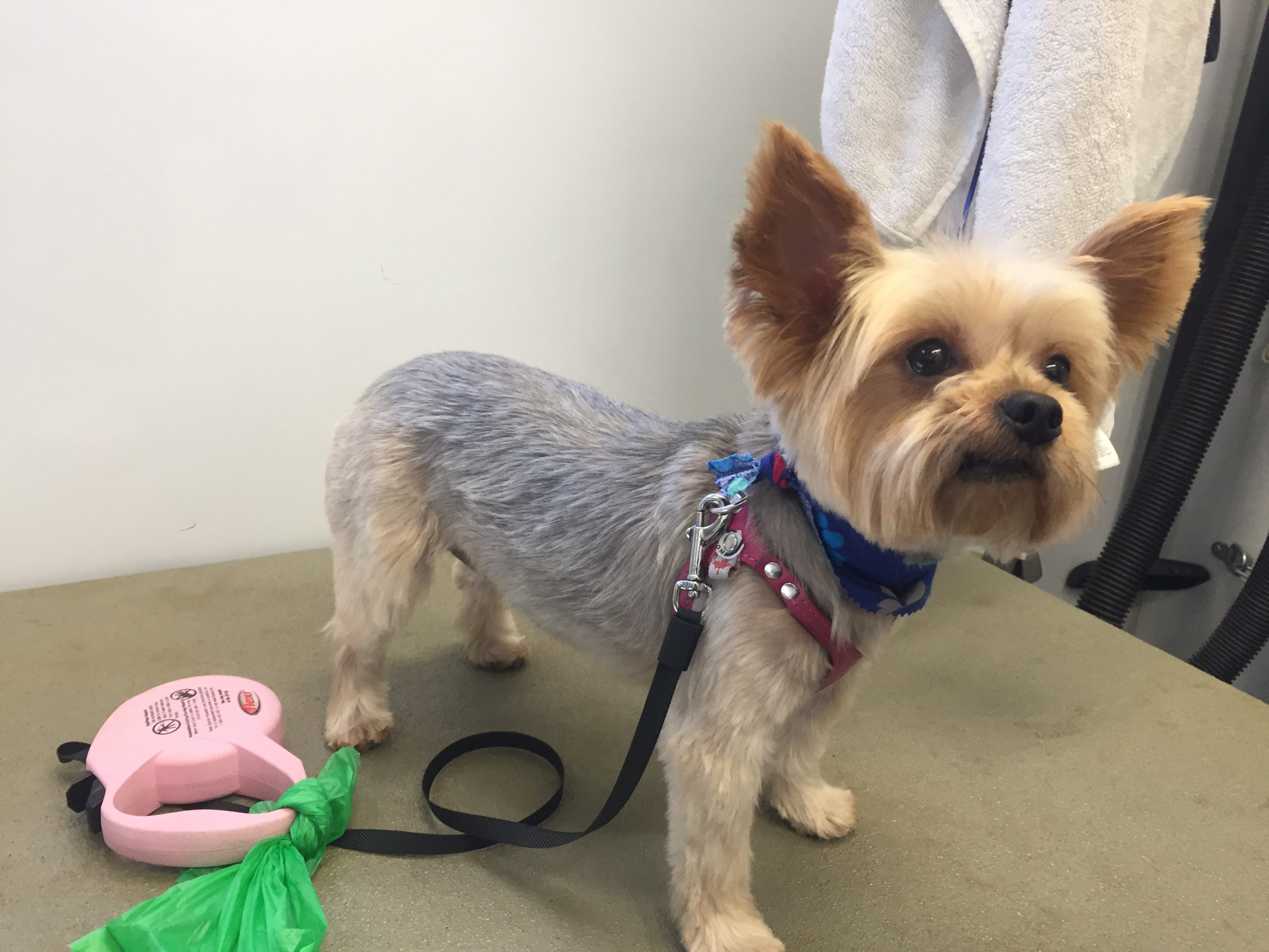 marks mobile dog wash