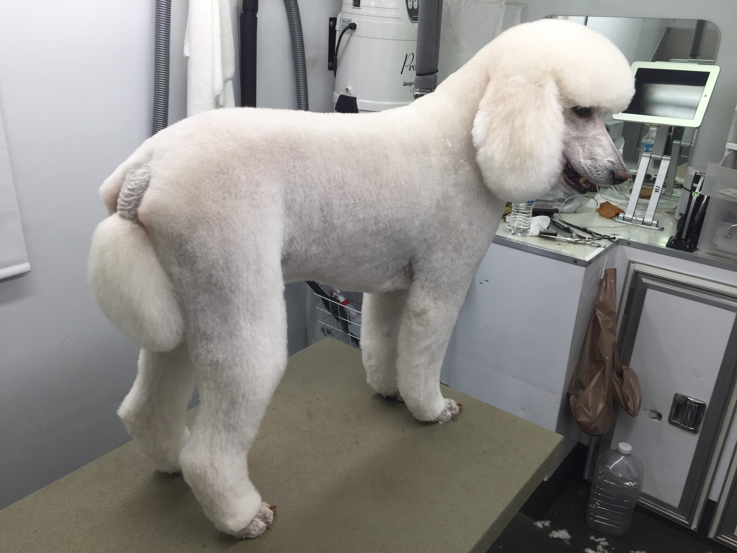 marks mobile dog wash